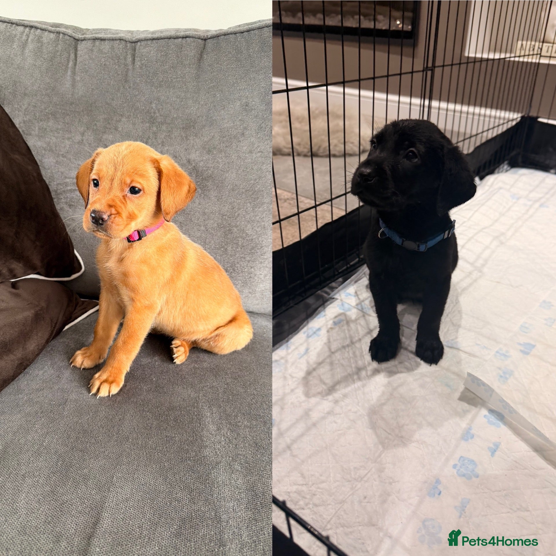 Labrador Retriever dogs Beautiful Kc DNA clear working line labs  - Advert 1