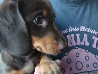 Dachshund dogs a beautiful litter of smooth haired dachshunds - Advert 4