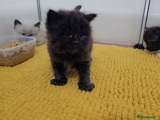 Maine Coon cats Mainecoon/ragdoll - Advert 6