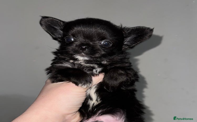 Chihuahua dogs - Advert 3