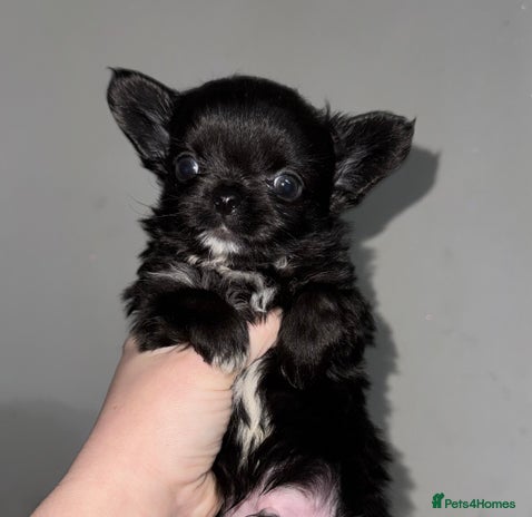 Chihuahua dogs - Advert 6
