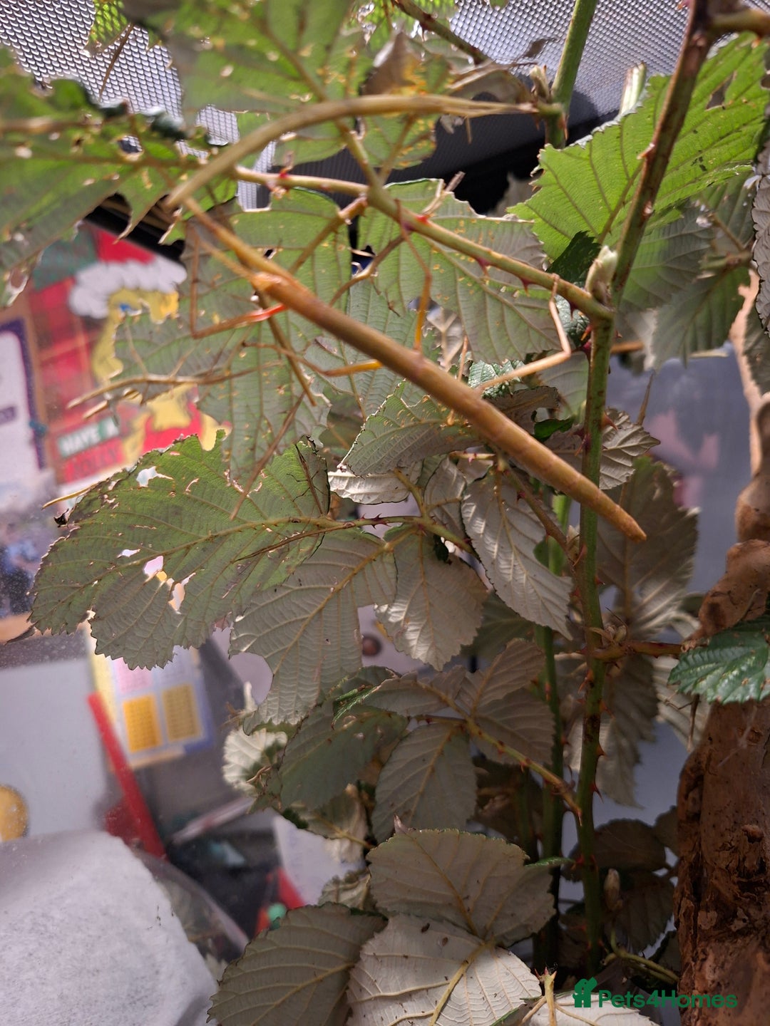 Stick Insects invertebrates for sale: Indian stick insects for sale - Advert 2