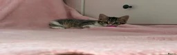 Mixed Breed cats for sale: Litter of 6 Kittens  - Advert 17