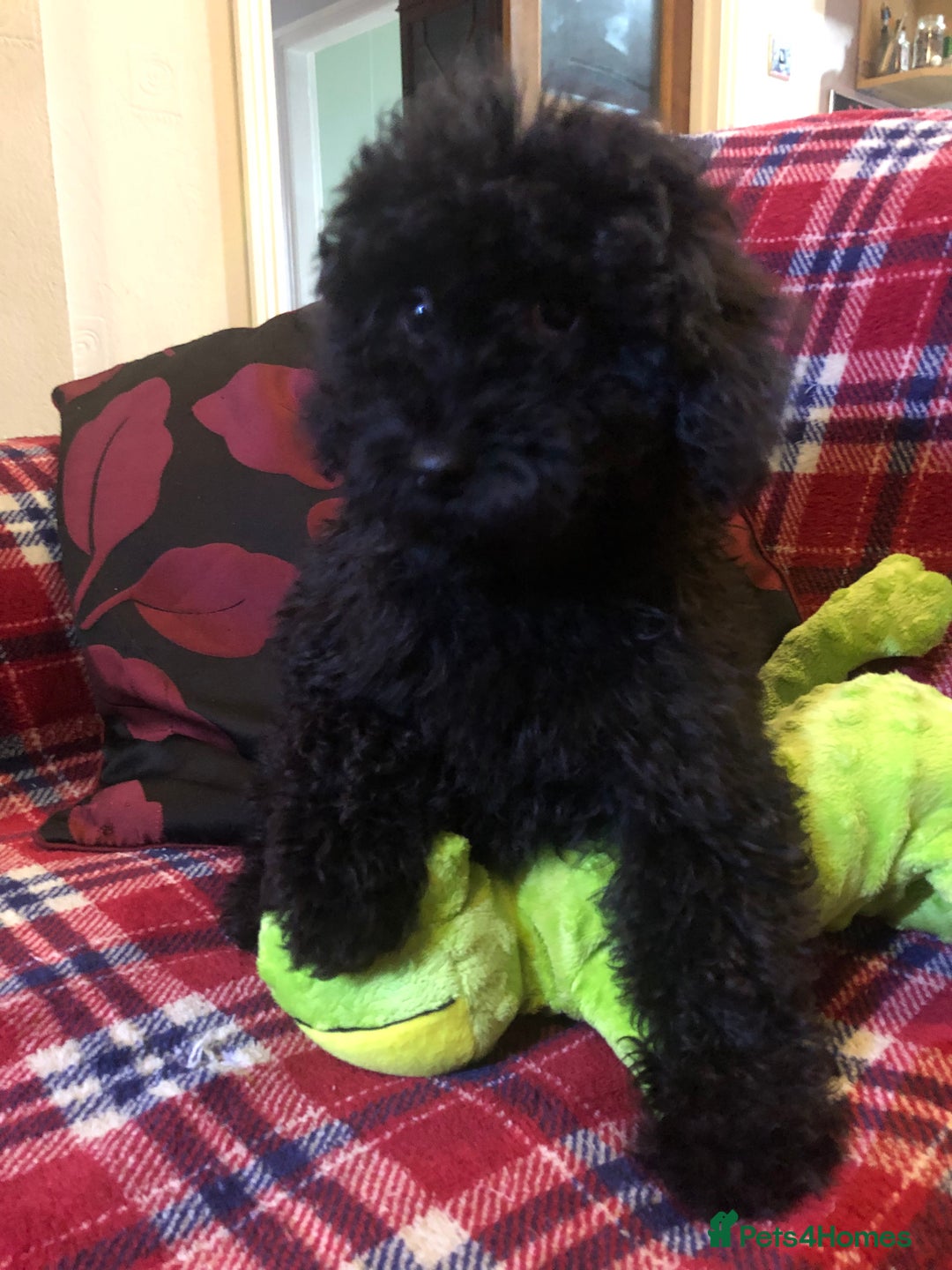 Cockapoo dogs for sale: Cockapoo puppies for sale  - Advert 36