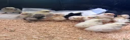 Chickens poultry for sale: Polish Bantam chicks in Lutterworth - Advert 3