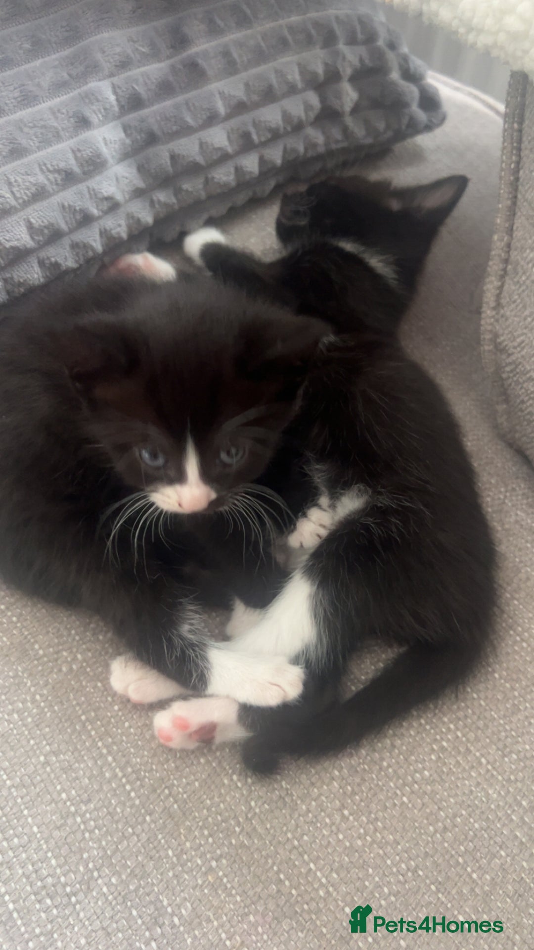 Mixed Breed cats for sale: beautiful kittens  - Image 3