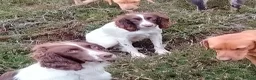 Springador dogs for sale: F1 springadors .  in Thirsk - Advert 14