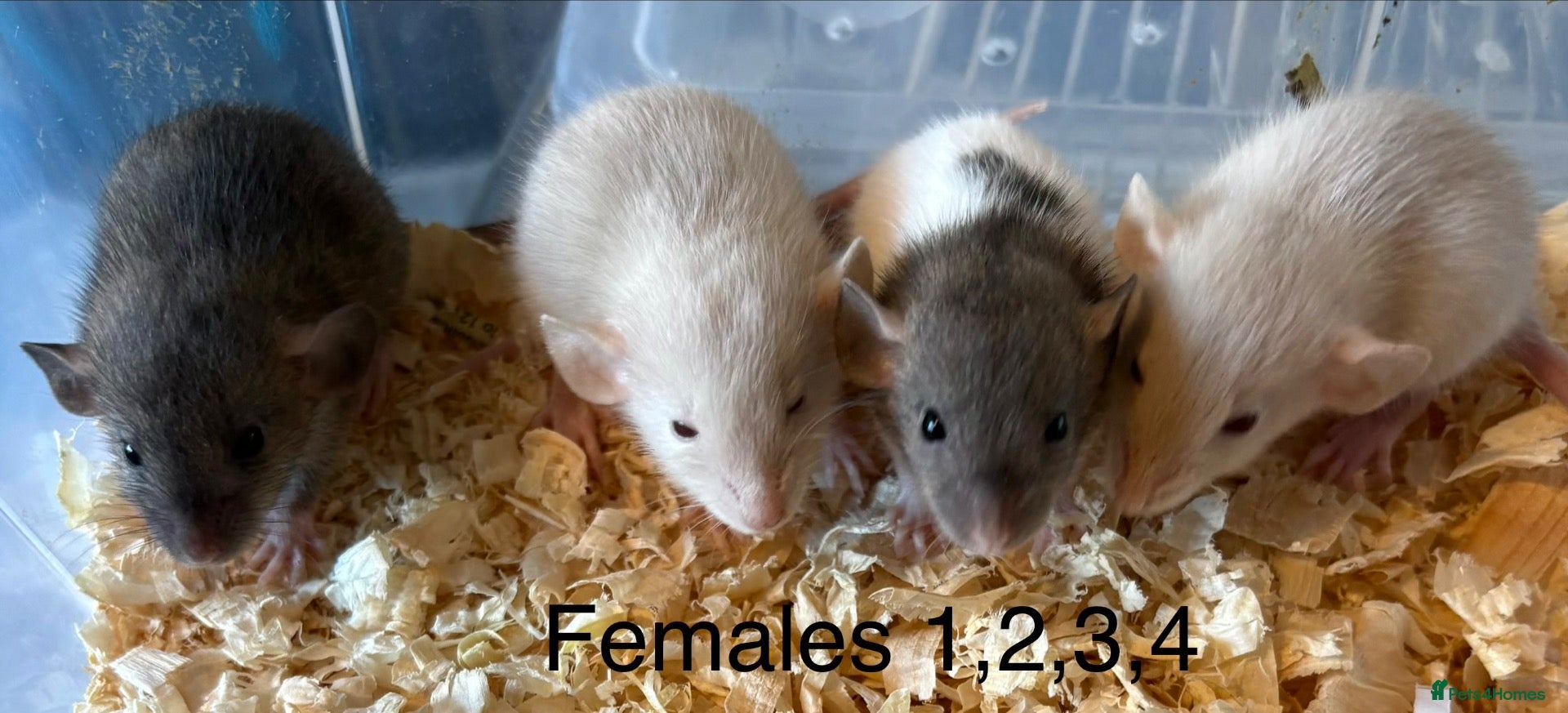 Rat rodents Mixed sex dwarf Dumbo Rats - Advert 1
