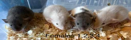 Rat rodents for sale: Mixed sex dwarf Dumbo Rats - Advert 1