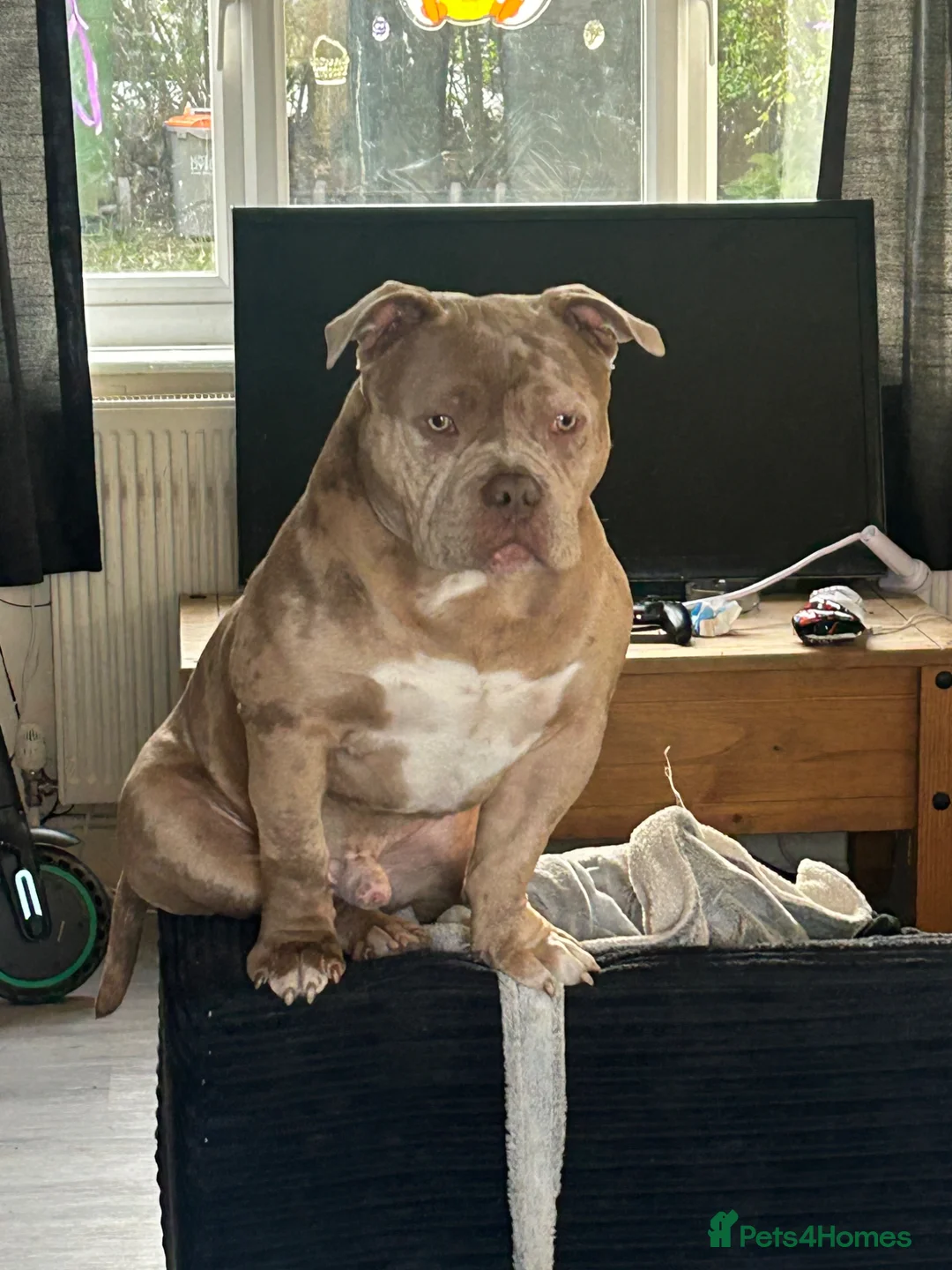 American Bully dogs for sale: Pocket Bully MALE STUD - Advert 1