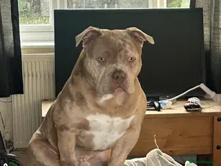 American Bully dogs Pocket Bully MALE STUD - Advert 4