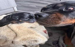 Rottweiler dogs for sale: Rottweiler Puppies - Image 7