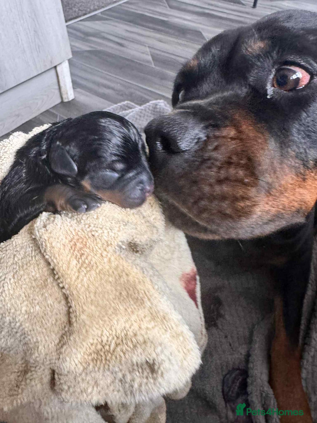 Rottweiler dogs for sale: Rottweiler Puppies - Image 7