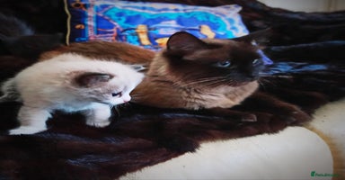 Siberian cats - Advert 10