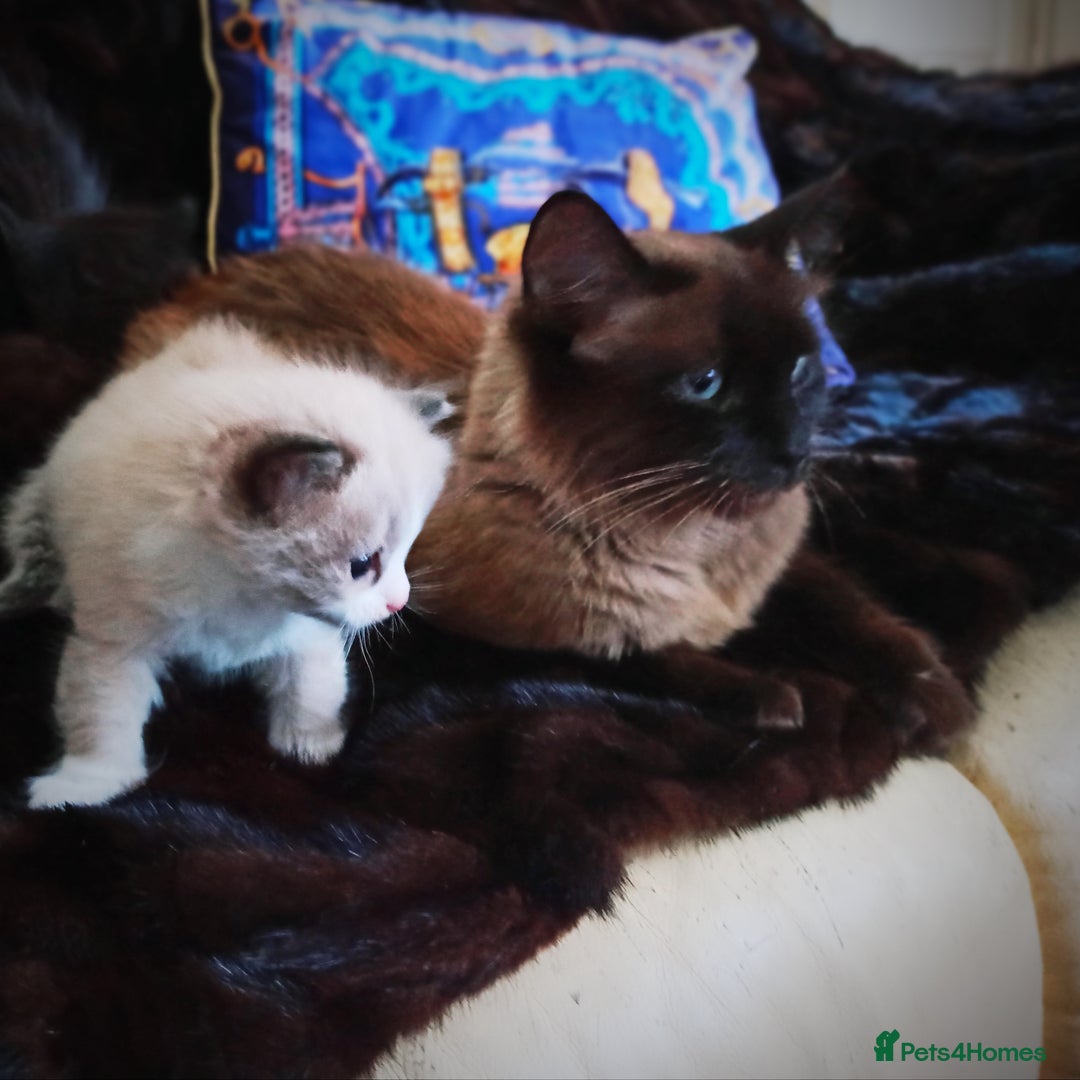 Siberian cats for sale: #4 lovely Siberian male kittens  - Image 2