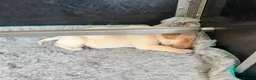 Labrador Retriever dogs for sale: KC Registered Working Labrador Pups  - Advert 3