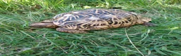 Tortoise reptiles for sale: Adult Breeding FEMALE INDIAN STAR TORTOISE  - Advert 3