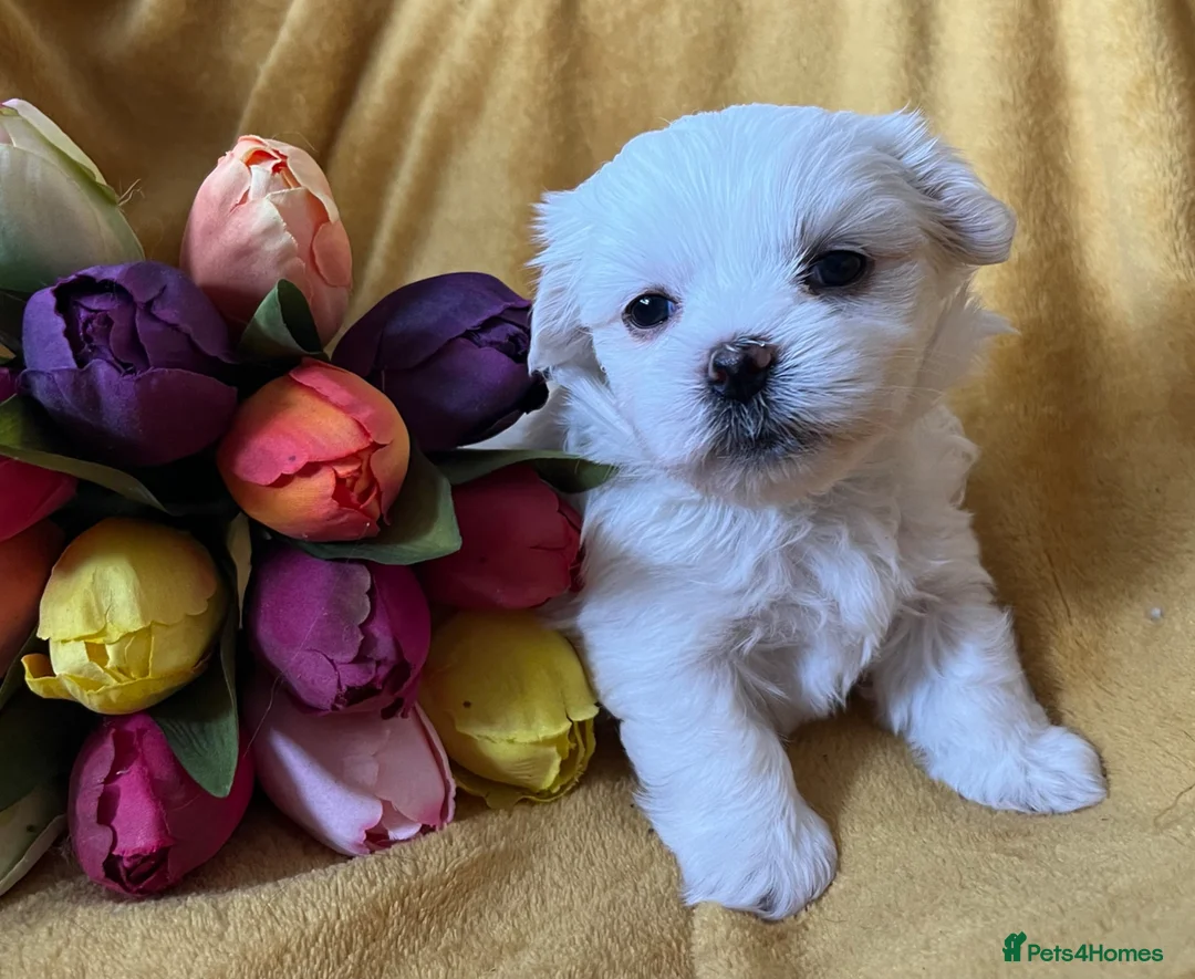 Maltese dogs for sale: Maltese puppies 1/2 Korean KC registered  - Advert 9