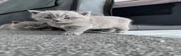 British Shorthair cats for sale: British shorthair blue /Adorable kittens  - Advert 13