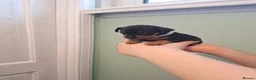Miniature Pinscher dogs for sale: Adorable Miniature Pinscher Puppies  in Peterhead - Advert 3