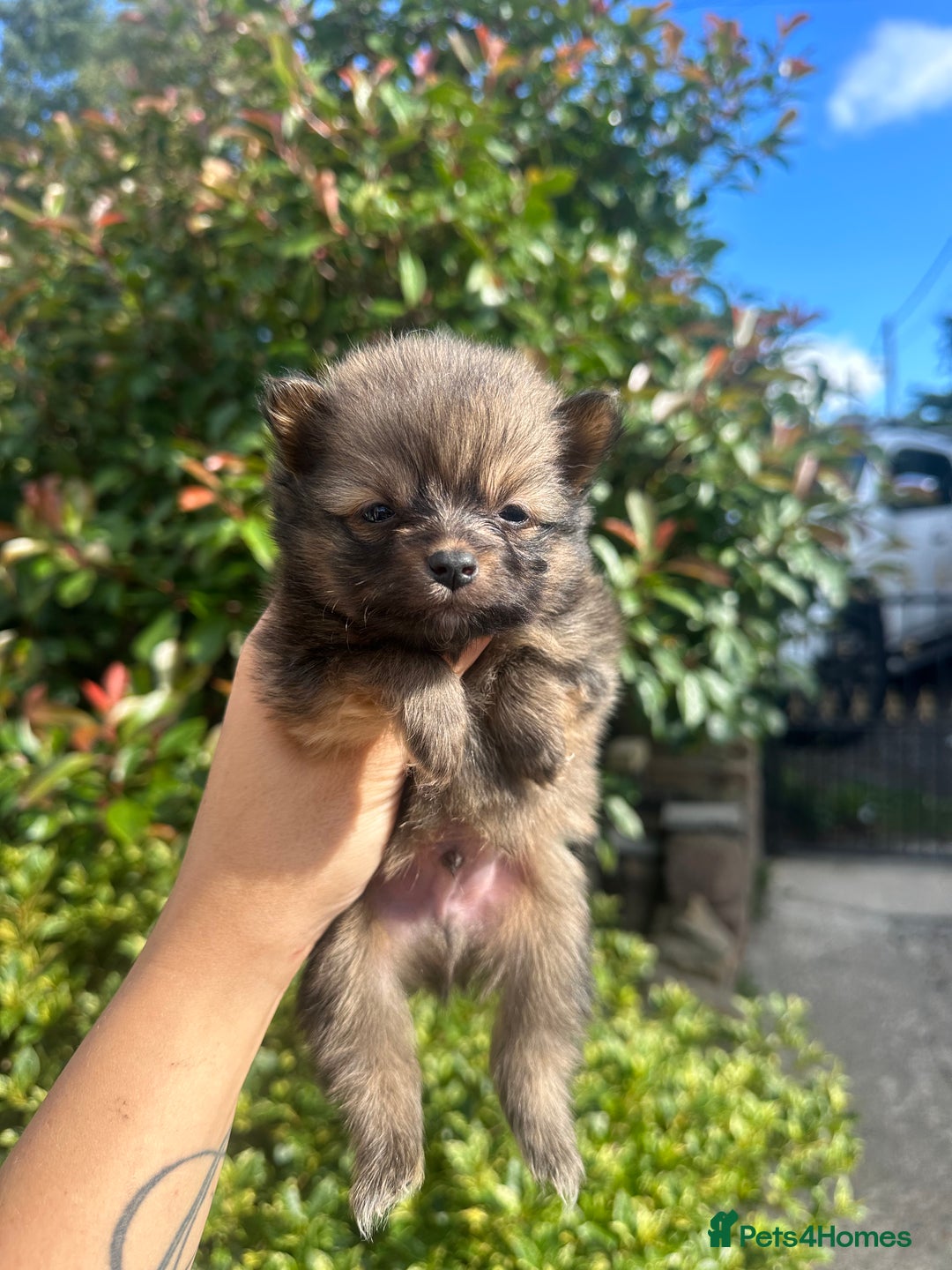Pomeranian dogs for sale: 🐻TeddyBear Pomeranian Puppy’s🐻 - Image 5