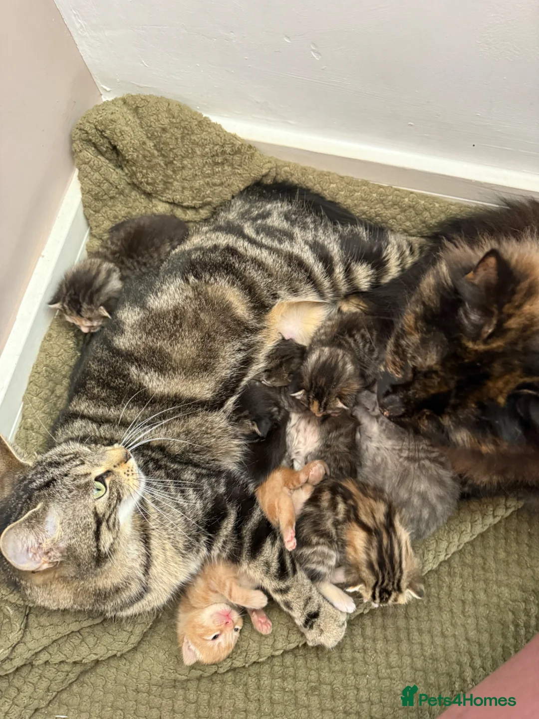 Mixed Breed cats for sale: 5 kittens for sale  - Advert 2