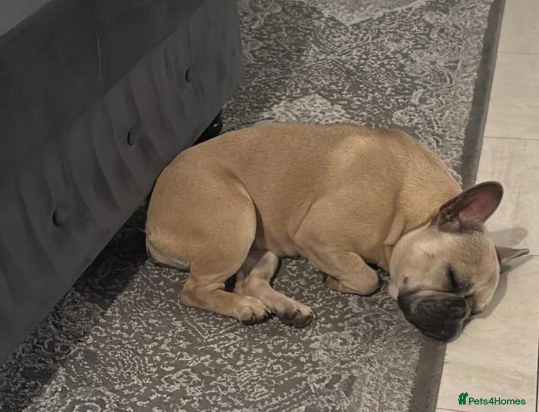 French Bulldog dogs for sale: French bulldog  - Advert 2