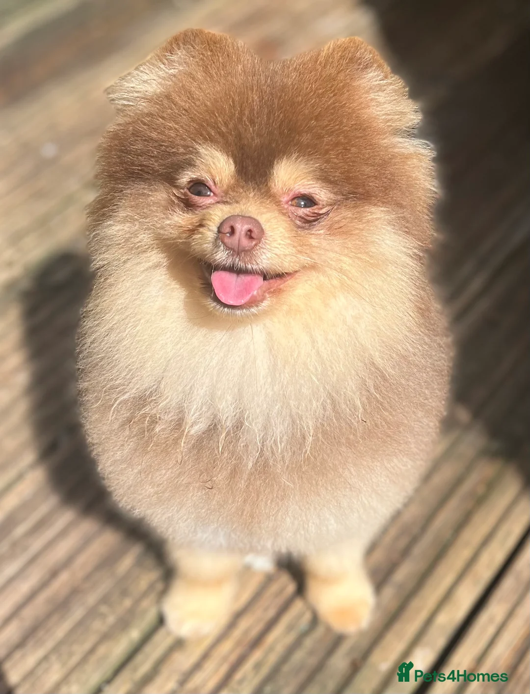 Pomeranian dogs for stud: STUD - TINY Russian & Taiwanese CHIAO LI YA  in Romford - Advert 12