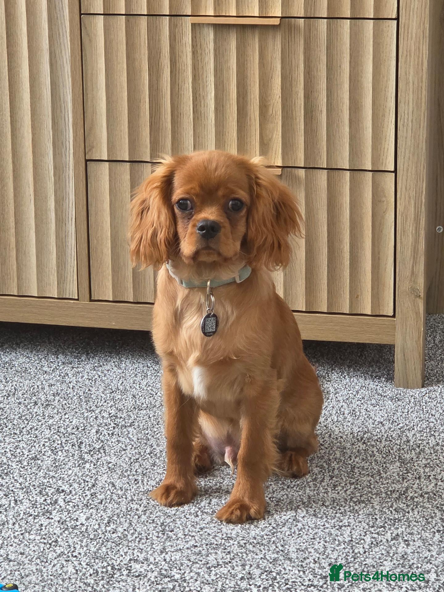 Cavalier King Charles Spaniel dogs Male Cavalier looking for forever home - Advert 9