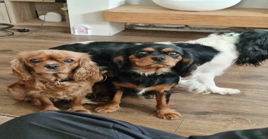 Cavalier King Charles Spaniel dogs in Cwmbran - Advert 9