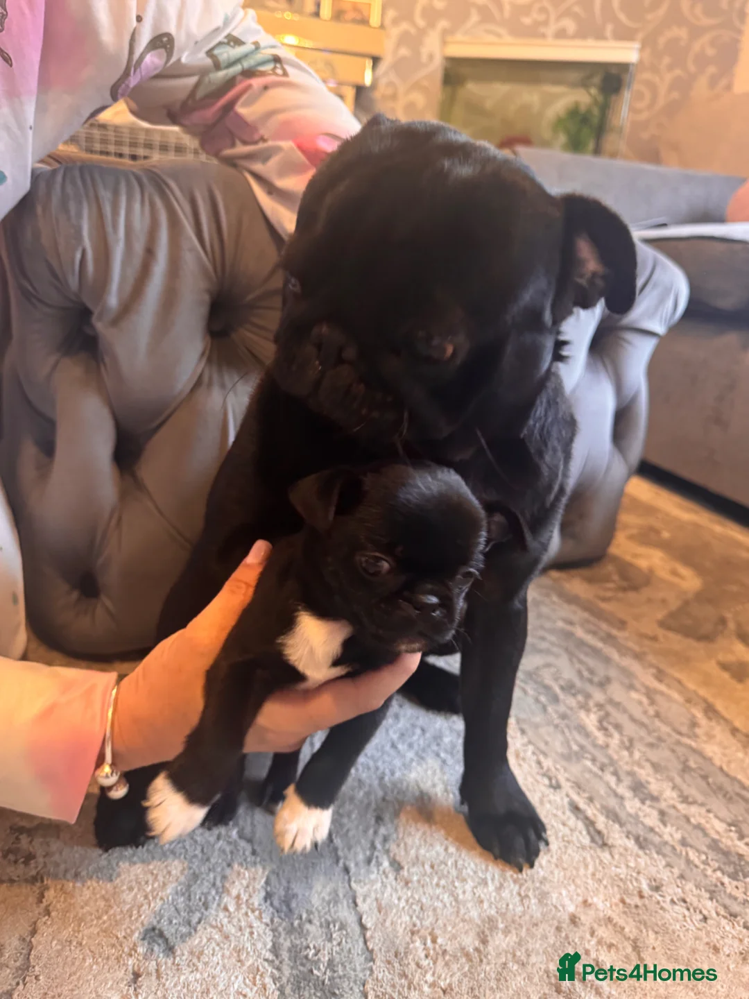 Mixed Breed dogs for sale: 1 boy left  in Dagenham - Advert 13