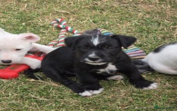 Jack Russell dogs for sale: Lovely Jack Russell puppy, last boy, READY NOW! - Image 1