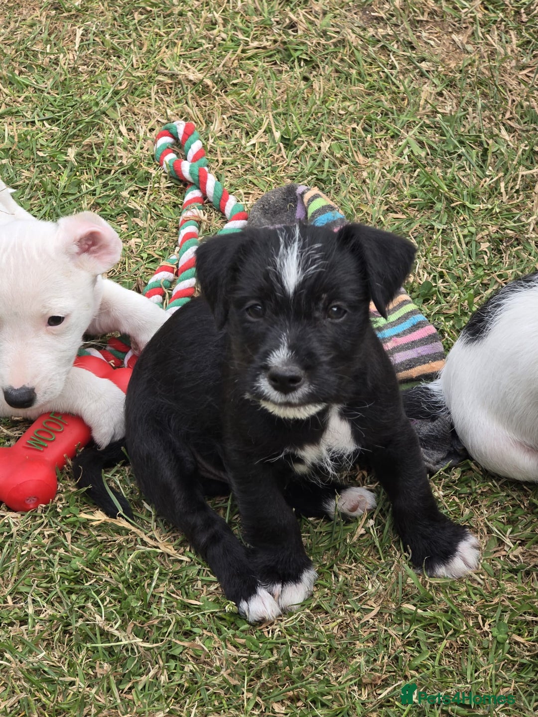 Jack Russell dogs for sale: Lovely Jack Russell puppy, last boy, READY NOW! - Image 1