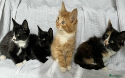 Mixed Breed cats for sale: Last black female left Turkish angora cross kitten - Image 25