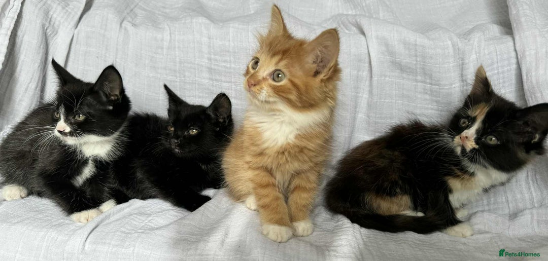 Mixed Breed cats for sale: Last black female left Turkish angora cross kitten - Image 25