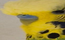 Budgerigars birds for sale: Breeding Pair - Image 3