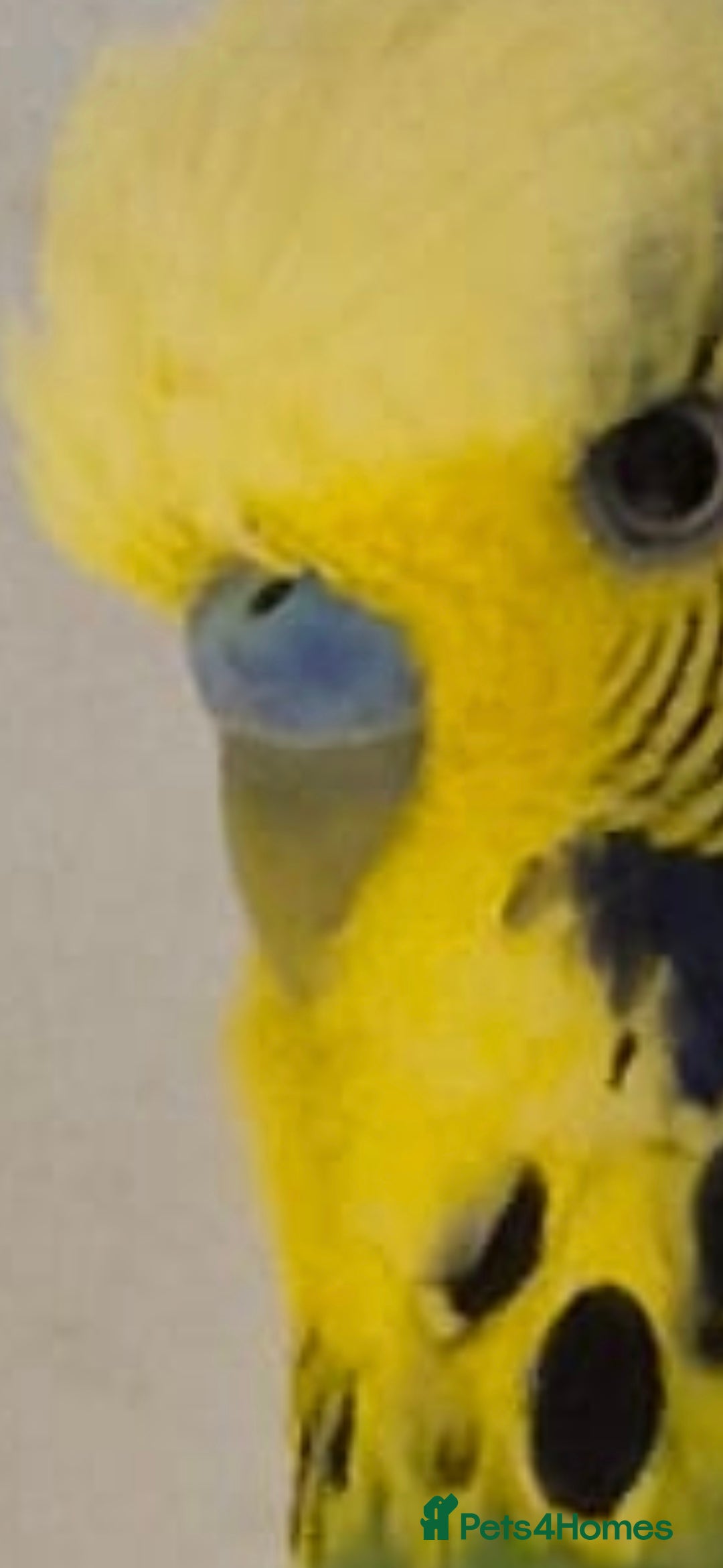 Budgerigars birds for sale: Breeding Pair - Image 3