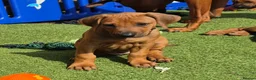 Rhodesian Ridgeback dogs for sale: 4x FEMALE RHODESIAN RIDGEBACK PUPS!! - Advert 25
