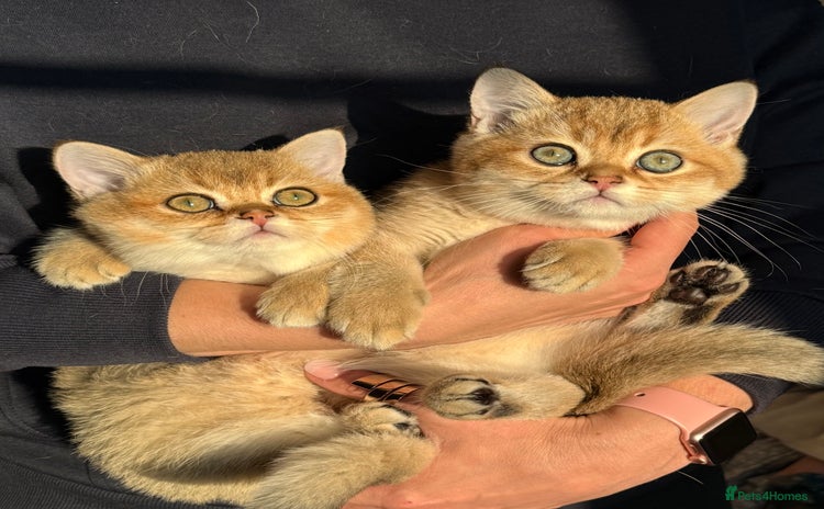 British Shorthair cats - Advert 9