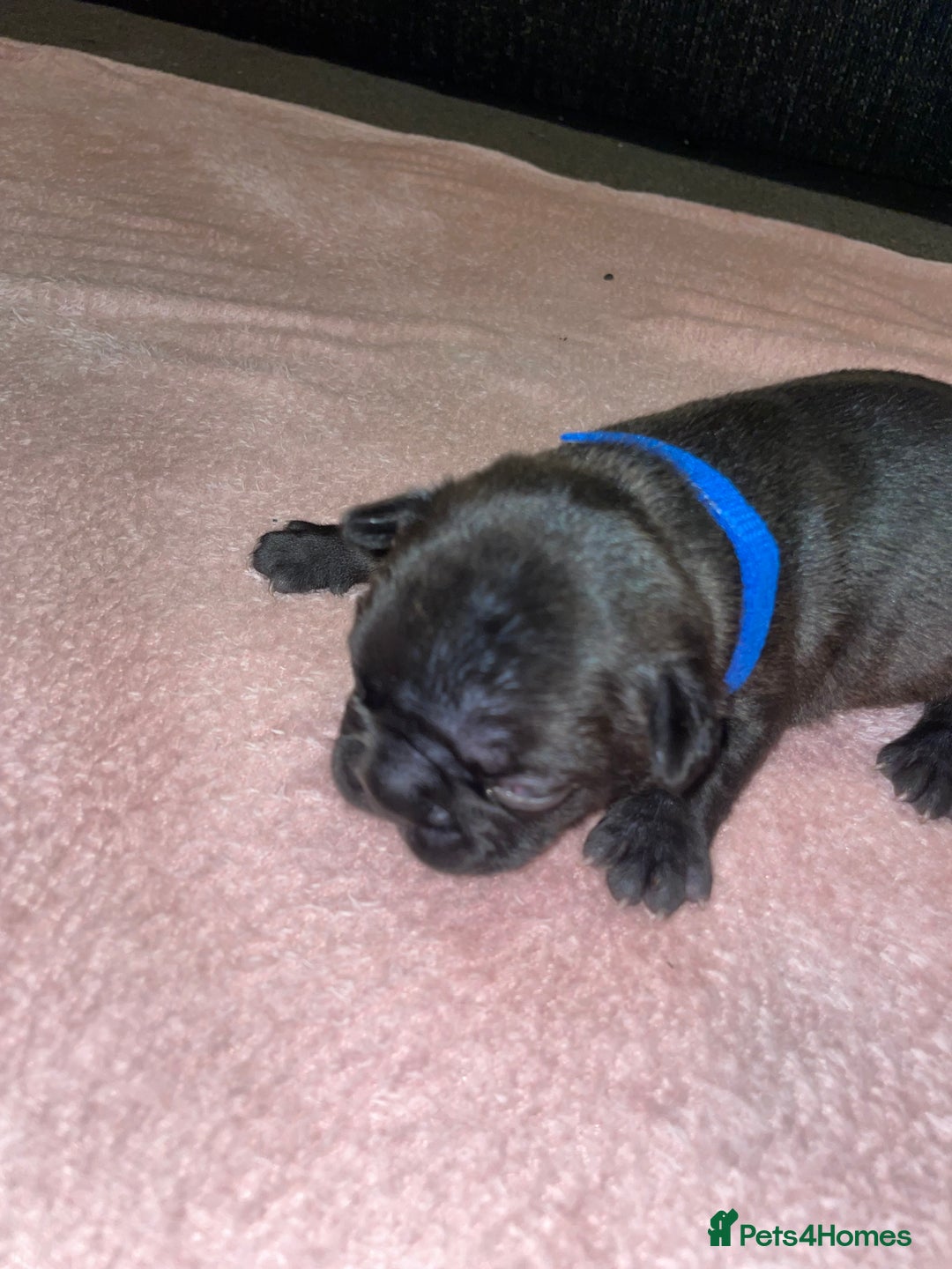 French Bulldog dogs for sale: 7 beautiful male French bull dog pups - Image 25