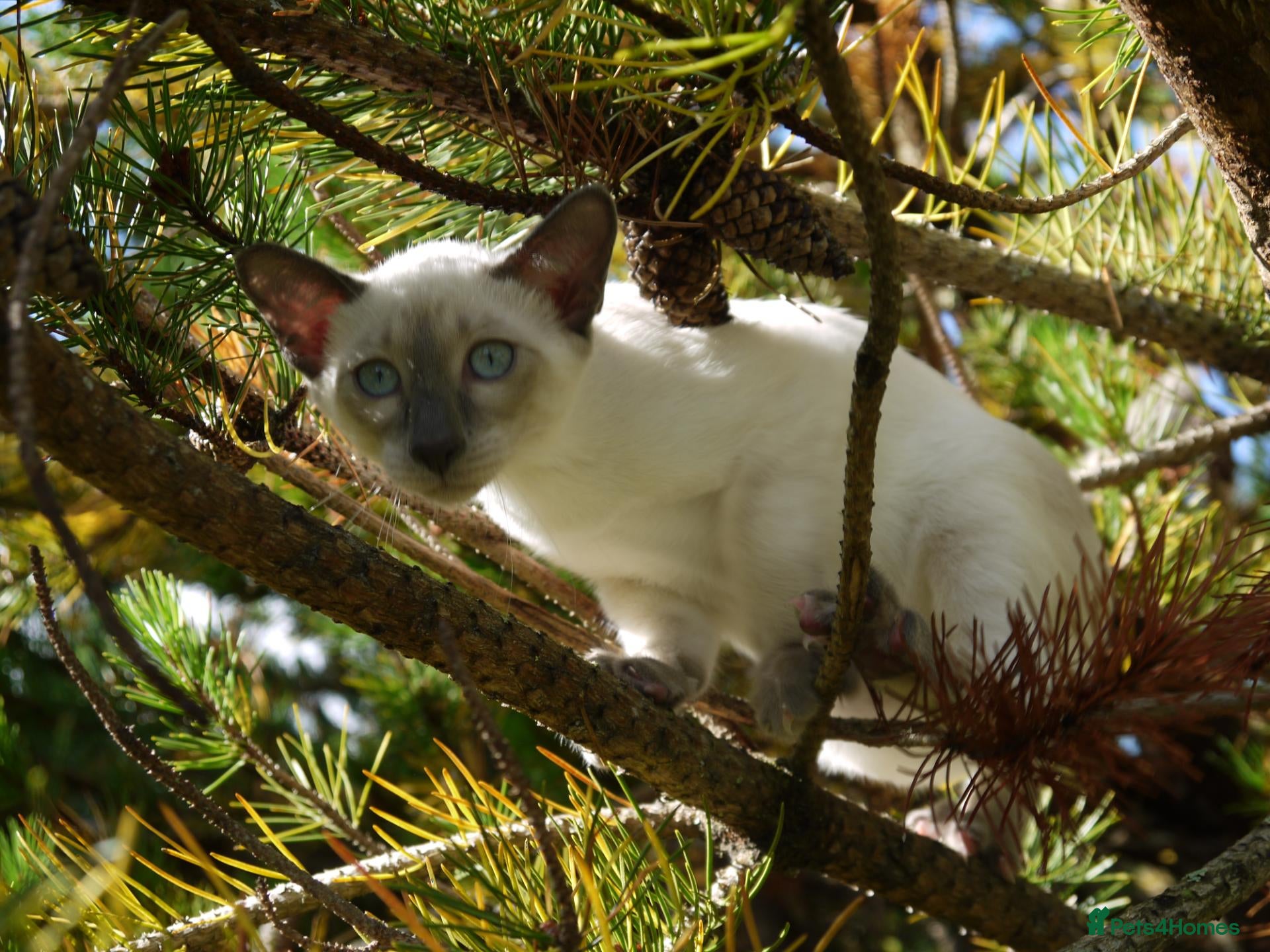 Siamese cats Adorable Siamese Kittens - Advert 1