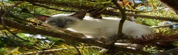 Siamese cats for sale: Adorable Siamese Kittens in Inverness - Advert 1