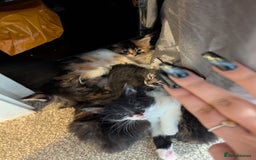 Mixed Breed cats for sale: One male two female long haired kittens - Image 1