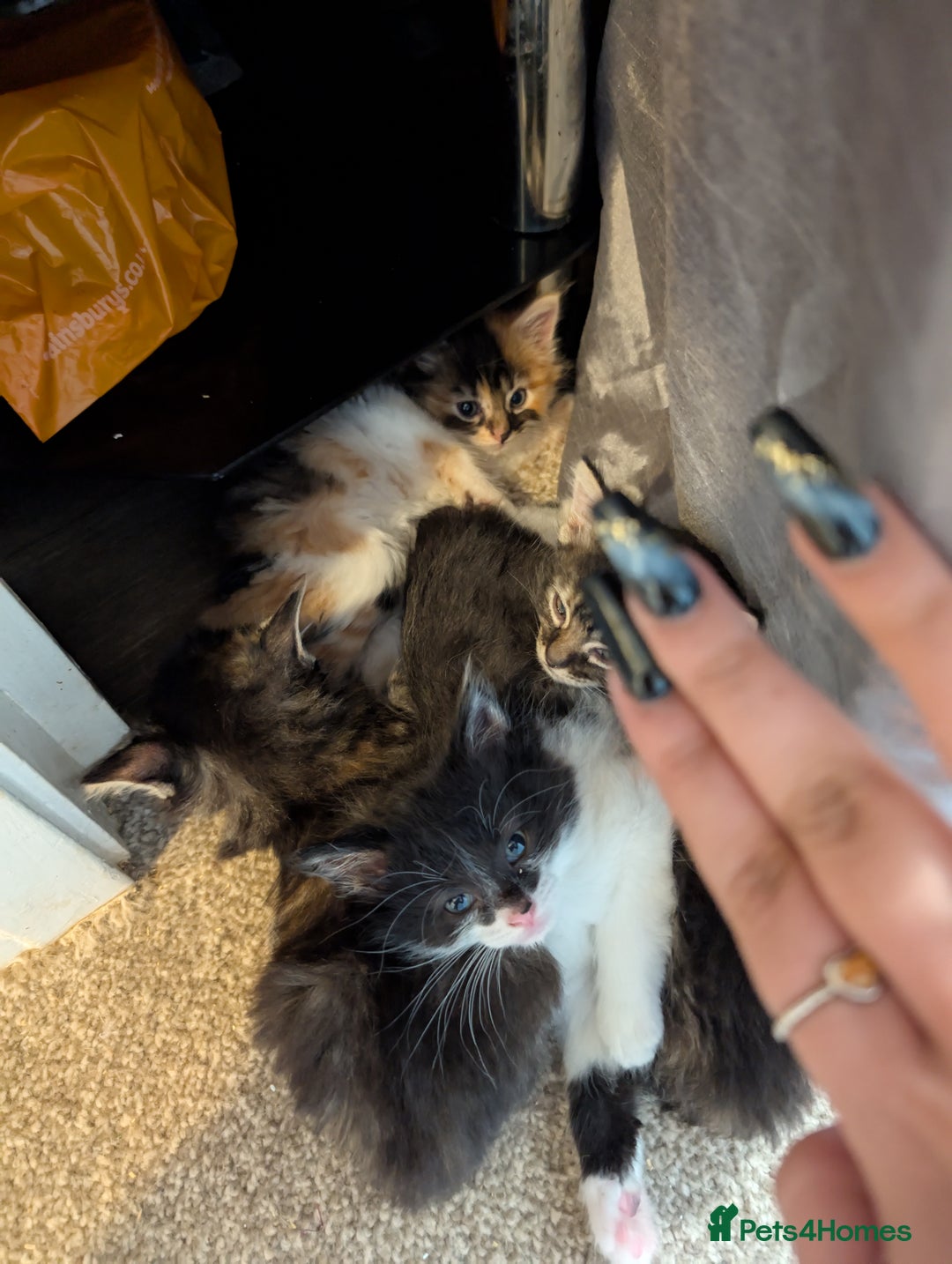 Mixed Breed cats for sale: One male two female long haired kittens - Image 1