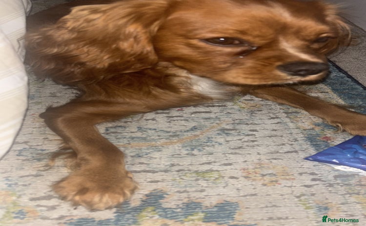 Cavalier King Charles Spaniel dogs - Advert 1