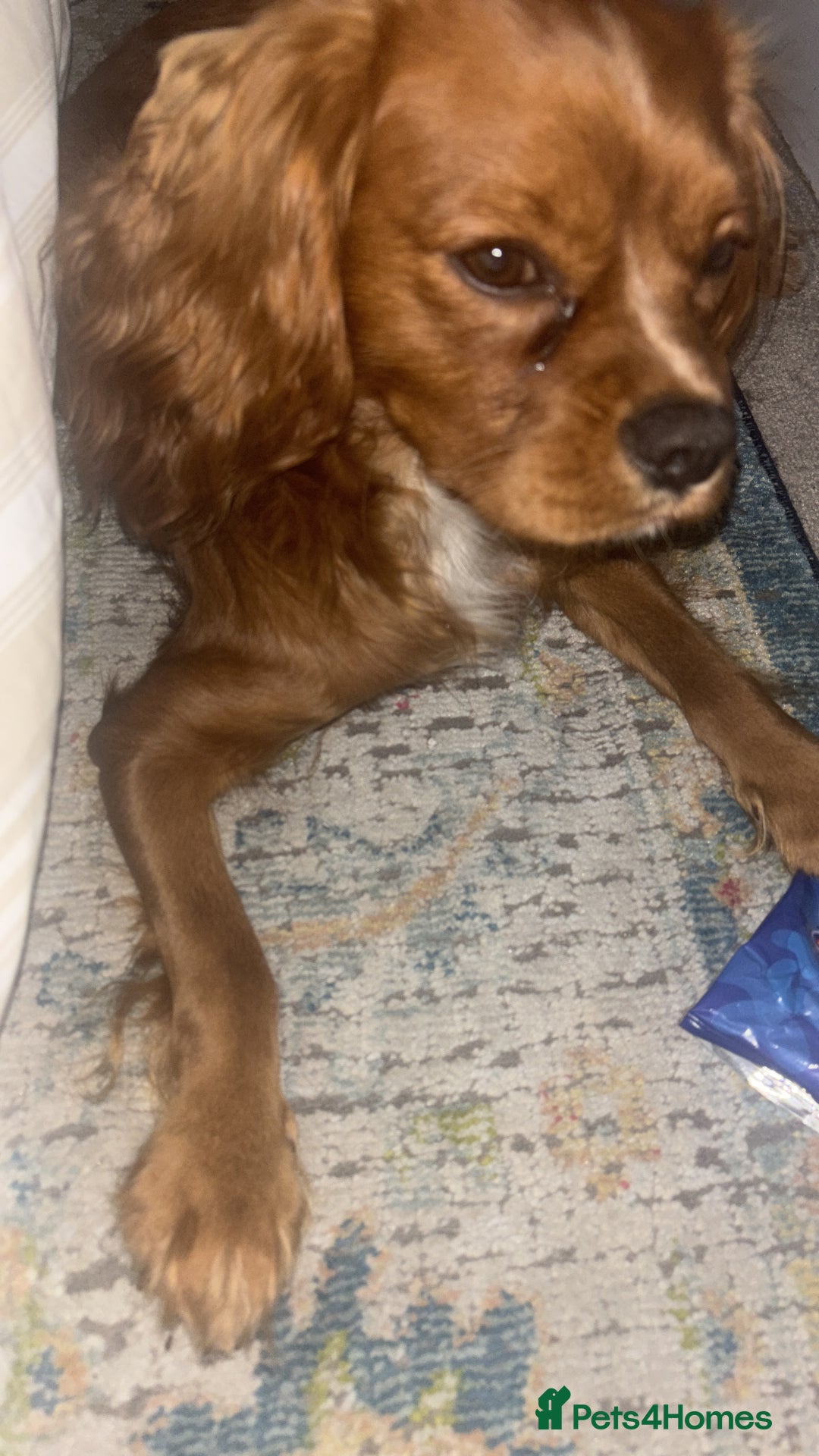 Cavalier King Charles Spaniel dogs for sale: Cavalier King Charles spaniel  - Image 1