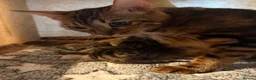 Bengal cats for sale: Registered and pedigreed Bengal cubs.  - Advert 2