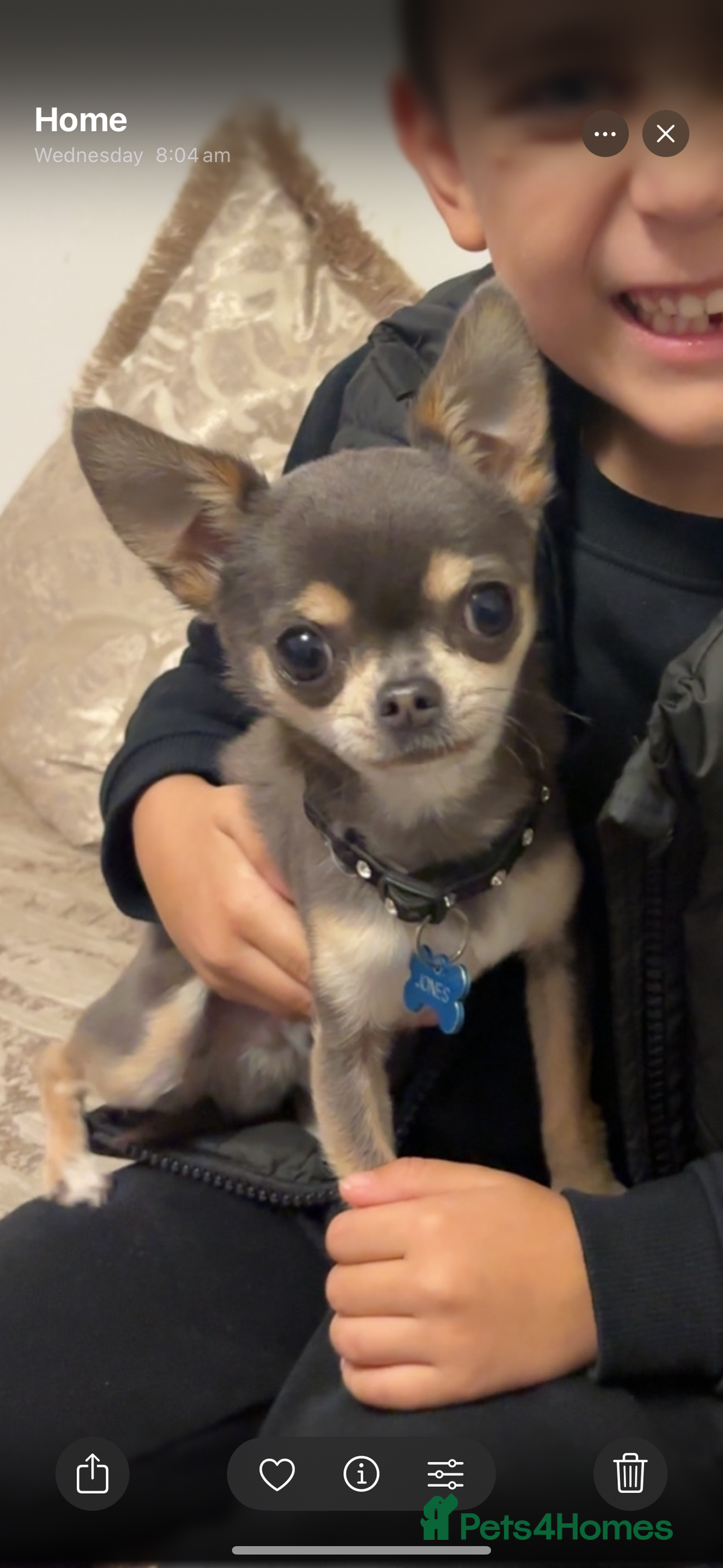 Chihuahua dogs for stud: Tiny blue boy for stud  - Advert 1