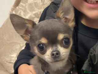 Chihuahua dogs Tiny blue boy for stud - Advert 3