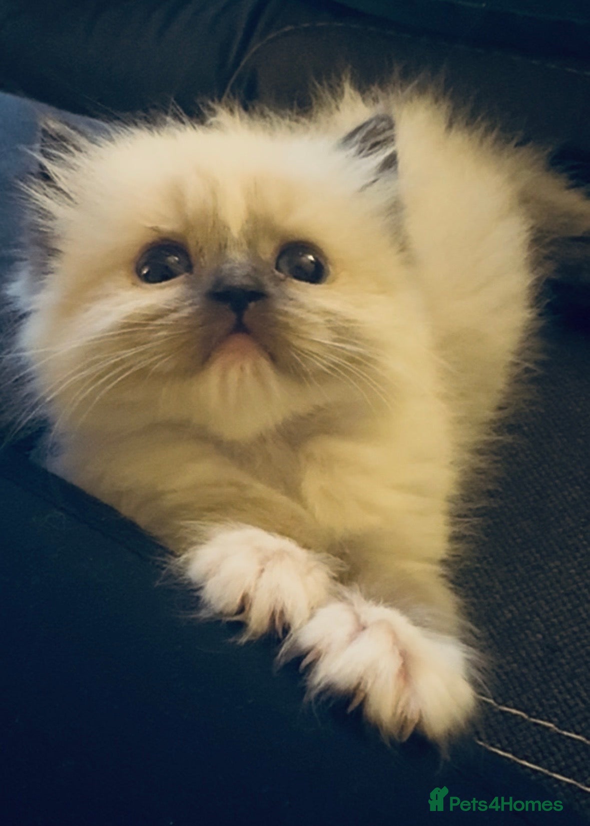 Ragdoll Kitten 3